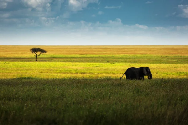 Jeden Jediný Slon Trávě Krásné Pozadí Jediný Strom Modrá Obloha — Stock fotografie