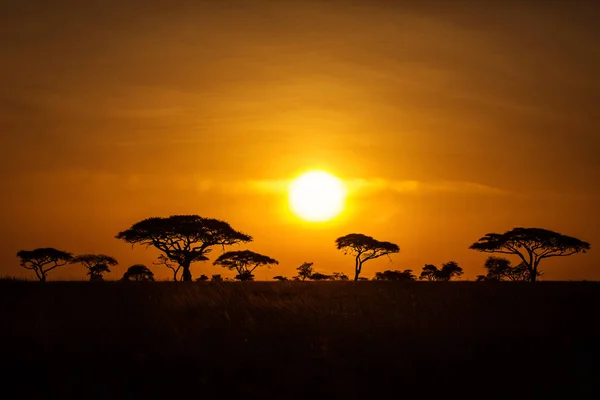 Acacia Trees Sunrise Beatiful Red Sky Background National Park Serengeti — Stock Photo, Image