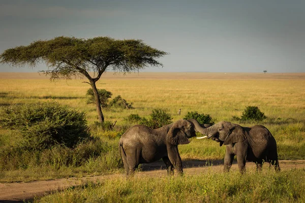 Dwa Słonie Grając Pobliżu Akacje Parku Narodowym Serengeti Tanzania — Zdjęcie stockowe