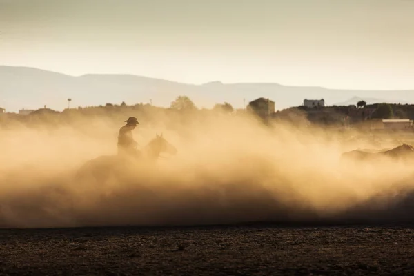 Wild Horses Leads Cowboy Sunset Dust Background — Stock Photo, Image