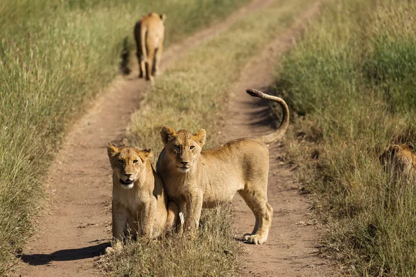 Groupe Lions Sur Route Parc National Serengeti Tanzanie — Photo