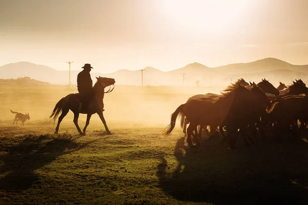 Άγρια Άλογα Που Οδηγεί Καουμπόη Στο Ηλιοβασίλεμα Σκόνη Στο Παρασκήνιο — Φωτογραφία Αρχείου