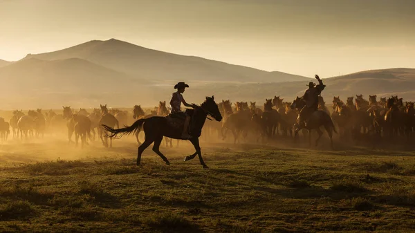 Cavalos Selvagens Lidera Por Cowboy Pôr Sol Com Poeira Fundo — Fotografia de Stock