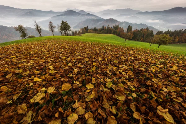 Schöne Herbstlandschaft mit bunten Blättern und nebligem Gebirge — Stockfoto