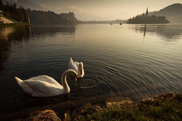 Krásná labuť na jezeře Bled při východu slunce s kostelem v pozadí — Stock fotografie