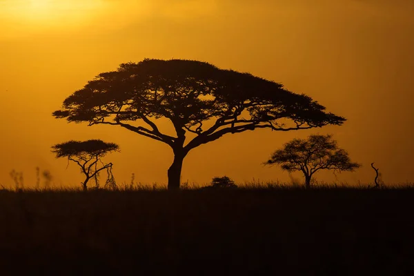 Acacia au lever du soleil avec un ciel rouge béatifiant en arrière-plan. Nat ! — Photo