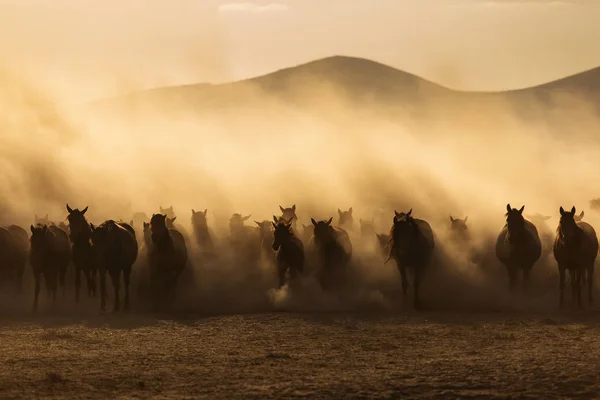 Paisaje de caballos salvajes corriendo al atardecer con polvo en el backgrou — Foto de Stock