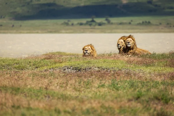 Gruppo Leoni Nell Erba Pronti Cacciare Nel Parco Nazionale Ngorongoro — Foto Stock