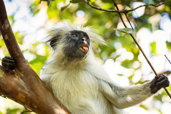 Μαϊμού Στο Δέντρο Στο Νησί Δάσος Jozani Της Ζανζιβάρης Τανζανία — Φωτογραφία Αρχείου