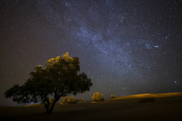 Árvore Única Deserto Saara Com Forma Leitosa Fundo Céu Cheio — Fotografia de Stock