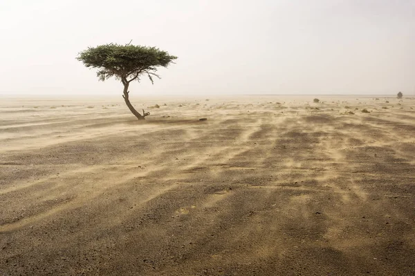 Единственное Дерево Песчаной Буре Пустыне — стоковое фото