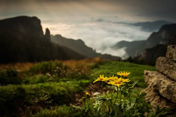 Gele Bergen Bloeit Met Prachtige Landschap Achtergrond — Stockfoto