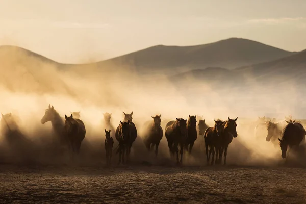 Paysage Chevaux Sauvages Courant Coucher Soleil Avec Poussière Arrière Plan — Photo