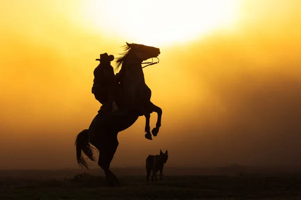 Cowboy Zetten Zijn Paard Verblijven Twee Pootjes Bij Zonsondergang Met — Stockfoto