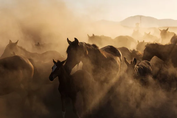 在日落时奔跑的野马的风景与尘土在背景 — 图库照片