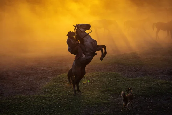 Cowboy Puting Suo Cavallo Rimanere Due Piedi Tramonto Con Polvere — Foto Stock