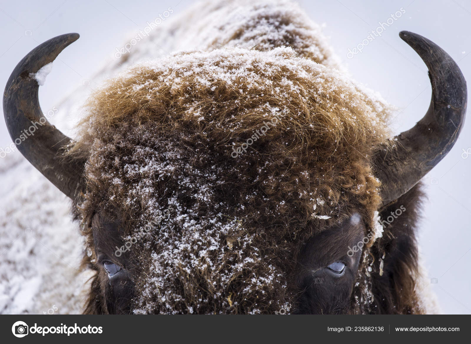 オーロックス写真素材 ロイヤリティフリーオーロックス画像 Depositphotos