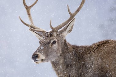 Kış sezonu ve kar yağışı bir geyik portresi.