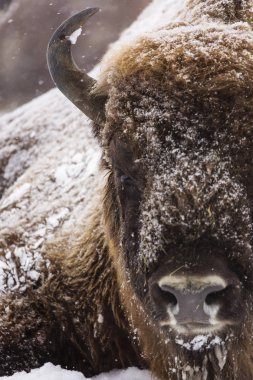 Bizon veya kış sezonu yaban öküzü orada yaşam. Güzel kar yağışı