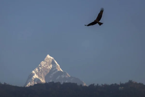 Aquila Che Sorvola Montagna Sacra Dell Himalaya Vetta Machapuchare Nepal — Foto Stock