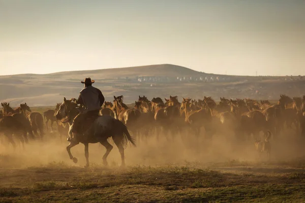 Wildpferde Geführt Von Einem Cowboy Bei Sonnenuntergang Mit Staub Hintergrund — Stockfoto