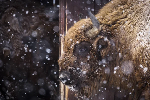 Wisente Oder Auerochsen Der Wintersaison Ihrem Lebensraum Schönes Schneetreiben — Stockfoto