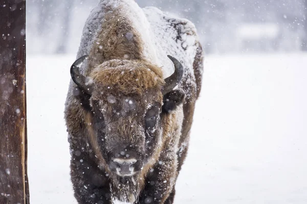 バイソンやそこの生息地で冬のシーズンにオーロックス 美しい雪 — ストック写真