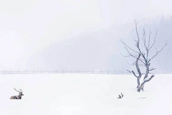 Herten Rusten Sneeuw Winterseizoen Met Prachtige Landschap Achtergrond — Stockfoto