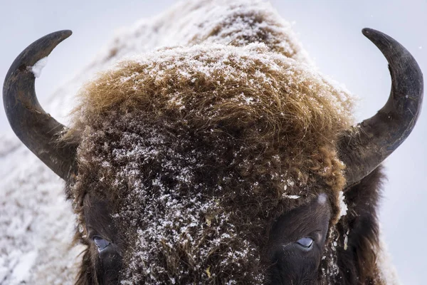 Wisente Oder Auerochsen Der Wintersaison Ihrem Lebensraum Schönes Schneetreiben — Stockfoto