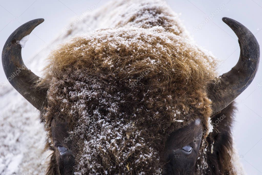 Bison or Aurochs in winter season in there habitat. Beautiful snowing