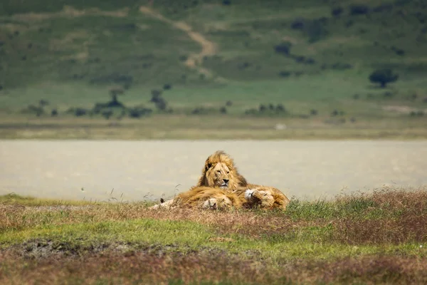 Grupo Leones Hierba Relajándose Parque Nacional Ngorongoro Tanzania — Foto de Stock