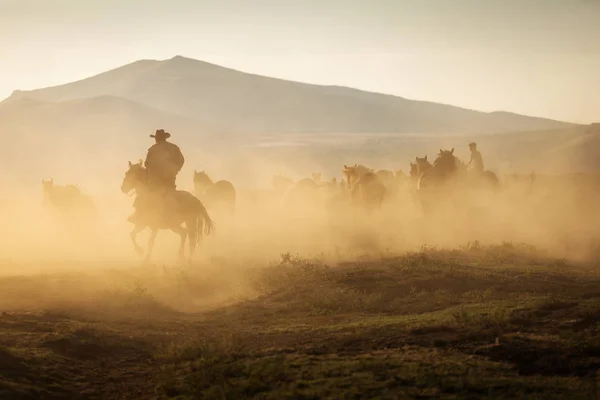 Cavalos Selvagens Lidera Por Cowboy Pôr Sol Com Poeira Fundo — Fotografia de Stock