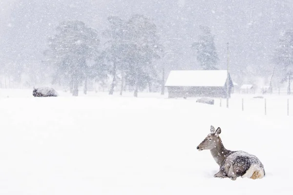 バック グラウンドで美しい風景と冬の季節で雪の中で休んで鹿 — ストック写真