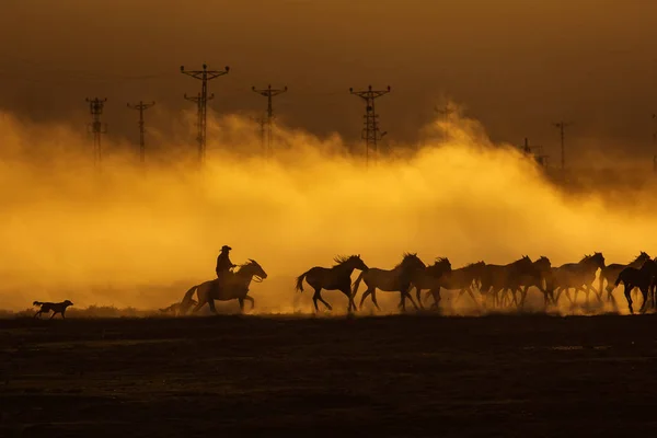 Cavalos Selvagens Lidera Por Cowboy Pôr Sol Com Poeira Fundo — Fotografia de Stock