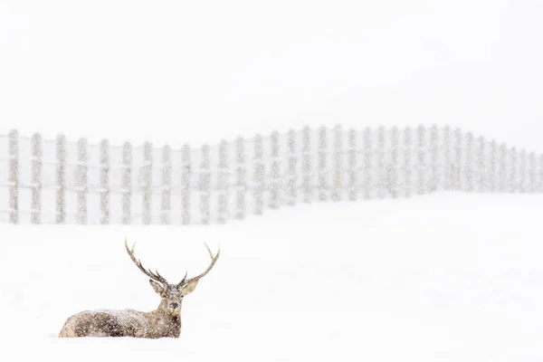 バック グラウンドで美しい風景と冬の季節で雪の中で休んで鹿 — ストック写真