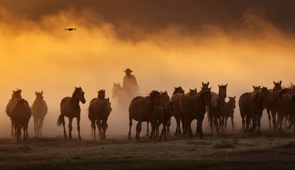Kuda Liar Dipimpin Oleh Seorang Koboi Saat Matahari Terbenam Dengan — Stok Foto