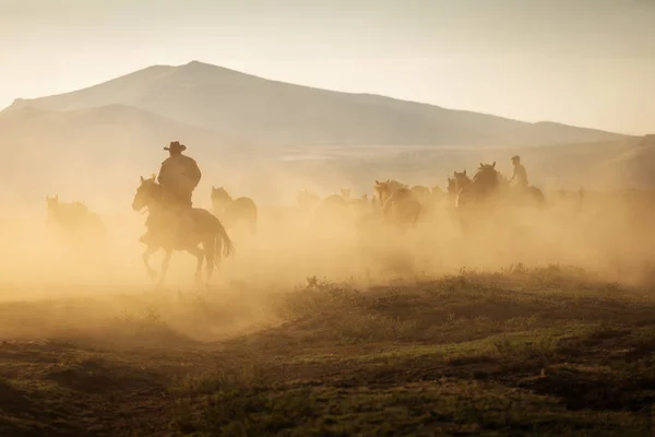 Cavalos Selvagens Lidera Por Cowboy Pôr Sol Com Poeira Fundo Imagens De Bancos De Imagens Sem Royalties