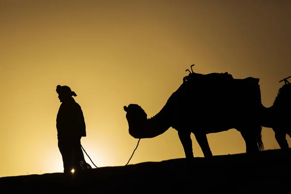 摩洛哥撒哈拉沙漠日出时骆驼大篷车的剪影 — 图库照片