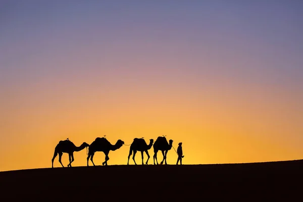 Silhouette Une Caravane Chameaux Lever Soleil Dans Désert Sahara Maroc — Photo