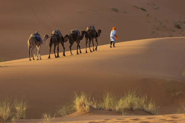 Kameler Husvagn Dessert Sahara Med Vackra Sanddyner Bakgrunden Marocko — Stockfoto