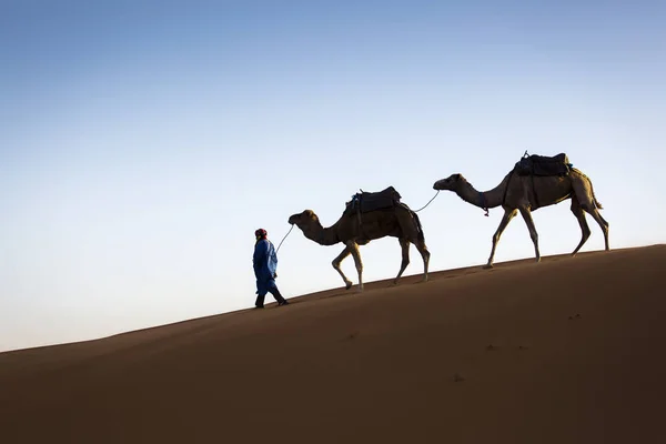 Caravana Camelos Sobremesa Saara Com Belas Dunas Fundo Marrocos — Fotografia de Stock