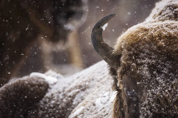 Bison Oeros Winterseizoen Hun Habitat Mooie Sneeuwt — Stockfoto