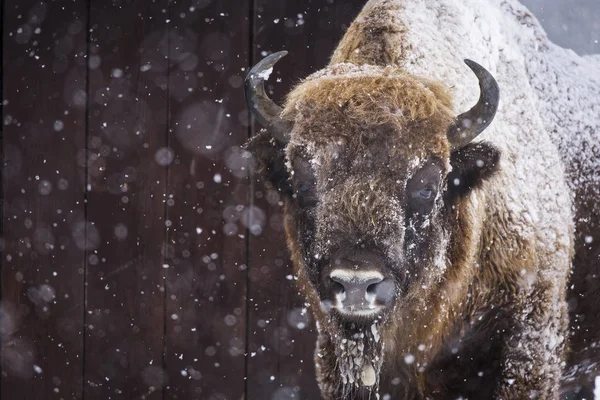 Bison Aurochs Winter Season Habitat Beautiful Snowing Royalty Free Stock Photos