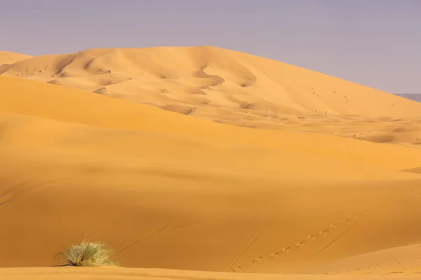 Woestijn Sahara Met Mooie Lijnen Kleuren Bij Zonsopgang Merzouga Marokko — Stockfoto