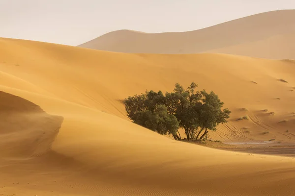 Красиві Ліній Кольорів Дюн Пустелі Сахара Марокко — стокове фото