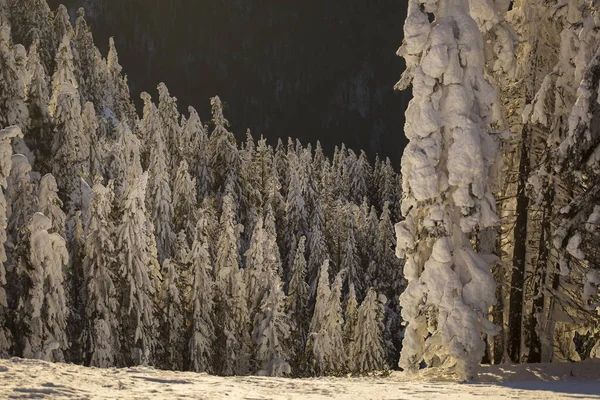 Alba Sulle Montagne Con Abeti Pieni Neve Inverno Poiana Brasov — Foto Stock