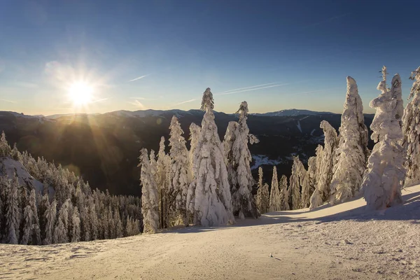 Sonnenaufgang Über Den Bergen Mit Schneebedeckten Tannen Winter Poiana Brasov — Stockfoto