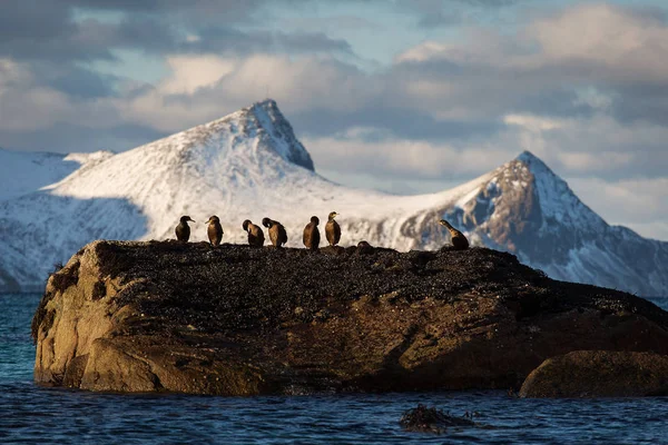 Cormoranes Πάνω Ένα Βράχο Πρωί Βουνό Γεμάτο Χιόνι Φόντο Lofoten — Φωτογραφία Αρχείου