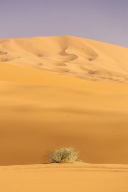 Sahara çöl güzel çizgiler ve renkler ile güneş doğarken. Merzouga, Fas