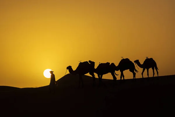 Σιλουέτα Του Μια Καμήλα Τροχόσπιτο Στην Ανατολή Του Ηλίου Στην — Φωτογραφία Αρχείου